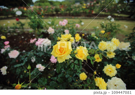 荒尾市　おもやい市民花壇　バラの花、 109447081