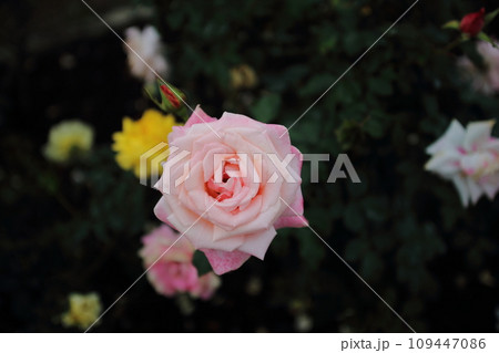 荒尾市 おもやい市民花壇 バラの花、 荒尾市 おもやい市民花壇 バラの花、 109447086