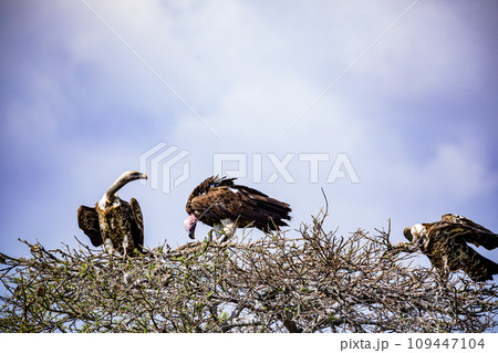 Wildlife Animals Mammals at the savannah grassland wilderness hill shrubs great rift valley maasai mara national game Reserve park Narok County Kenya East Africa 109447104