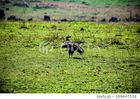 Wildlife Animals Mammals at the savannah grassland wilderness hill shrubs great rift valley maasai mara national game Reserve park Narok County Kenya East Africa 109447138