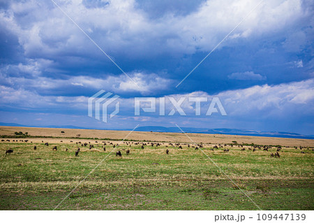 Wildlife Animals Mammals at the savannah grassland wilderness hill shrubs great rift valley maasai mara national game Reserve park Narok County Kenya East Africa 109447139