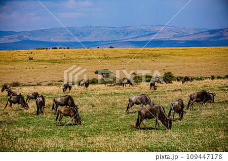 Wildlife Animals Mammals at the savannah grassland wilderness hill shrubs great rift valley maasai mara national game Reserve park Narok County Kenya East Africa 109447178