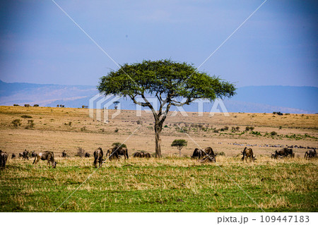 Wildlife Animals Mammals at the savannah grassland wilderness hill shrubs great rift valley maasai mara national game Reserve park Narok County Kenya East Africa Wildlife Animals Mammals at the savannah grassland wilderness hill shrubs great rift valley maasai mara national game Reserve park Narok County Kenya East Africa 109447183