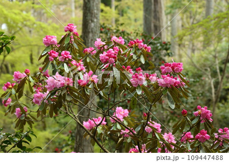 三千院の石楠花 109447488
