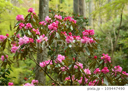 三千院の石楠花 三千院の石楠花 109447490