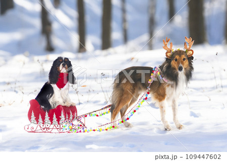 cavalier king charles and shetland sheepdog 109447602