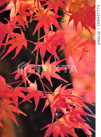 少林山達磨寺の紅葉 109447774