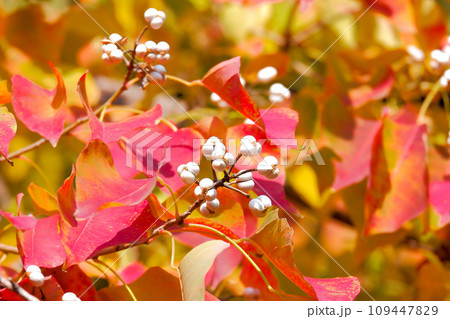 色づいたナンキンハゼと白い実 109447829