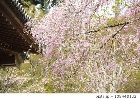 三千院のシダレサクラ 109448132