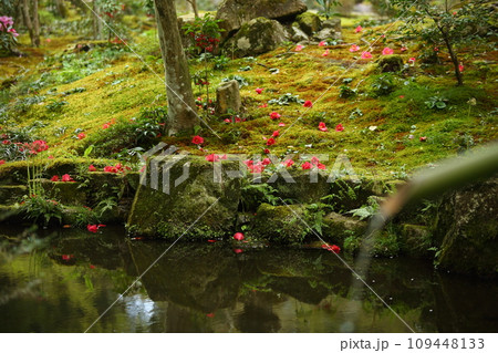 三千院の庭園の落ち椿と池 三千院の庭園の落ち椿と池 109448133