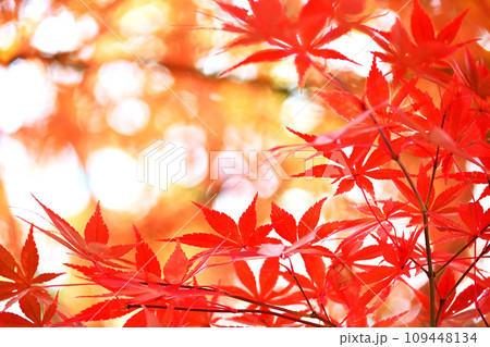秋の陽に輝く紅葉 秋の陽に輝く紅葉 109448134