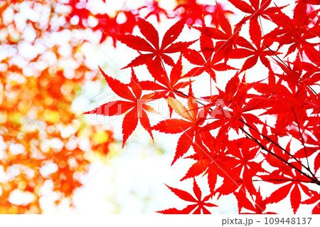 真っ赤な紅葉 真っ赤な紅葉 109448137