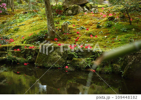 三千院の庭園の落ち椿と池 109448182