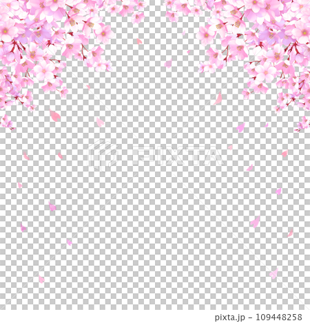 Frame of cherry blossoms and falling petals, cherry blossom snowstorm, square 109448258