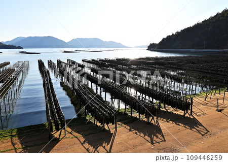 牡蠣の養殖(似島) 牡蠣の養殖(似島) 109448259
