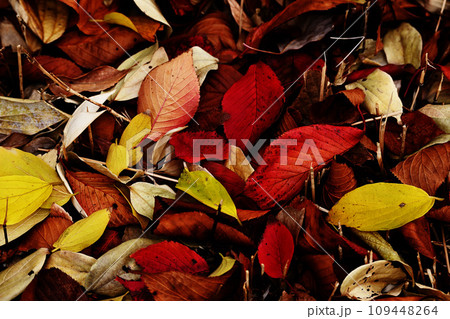 紅葉した色とりどりの落ち葉 109448264