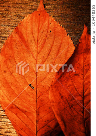 ウッドボードに置いた桜紅葉のアップ 109448265