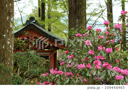三千院の石楠花 三千院の石楠花 109448465