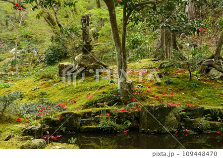 三千院の庭園の落ち椿と池 三千院の庭園の落ち椿と池 109448470