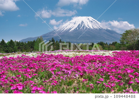 富士山と芝桜 109448488
