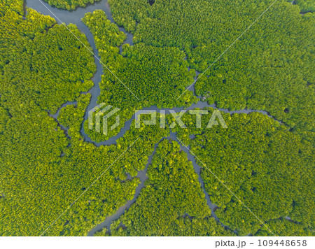 Amazing abundant mangrove forest, Aerial view of forest trees Rainforest ecosystem and healthy environment background, Texture of green trees forest top down, High angle view 109448658