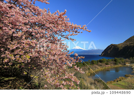 早春の河津桜咲く西伊豆井田からの駿河湾越しに観る富士山 早春の河津桜咲く西伊豆井田からの駿河湾越しに観る富士山 109448690