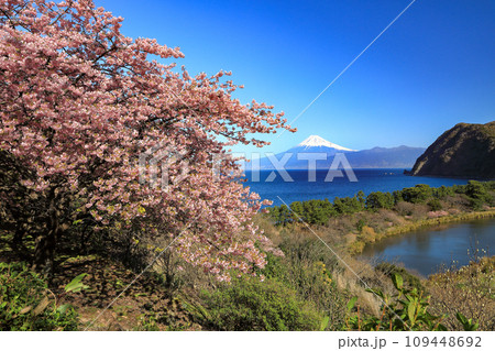 早春の河津桜咲く西伊豆井田からの駿河湾越しに観る富士山 早春の河津桜咲く西伊豆井田からの駿河湾越しに観る富士山 109448692