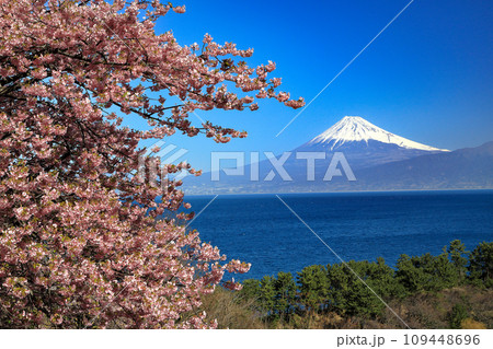 早春の河津桜咲く西伊豆井田からの駿河湾越しに観る富士山 早春の河津桜咲く西伊豆井田からの駿河湾越しに観る富士山 109448696