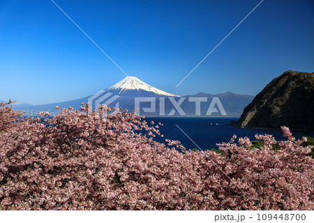 早春の河津桜咲く西伊豆井田からの駿河湾越しに観る富士山 109448700
