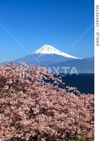 早春の河津桜咲く西伊豆井田からの駿河湾越しに観る富士山 109448706