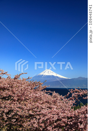 早春の河津桜咲く西伊豆井田からの駿河湾越しに観る富士山 早春の河津桜咲く西伊豆井田からの駿河湾越しに観る富士山 109448741
