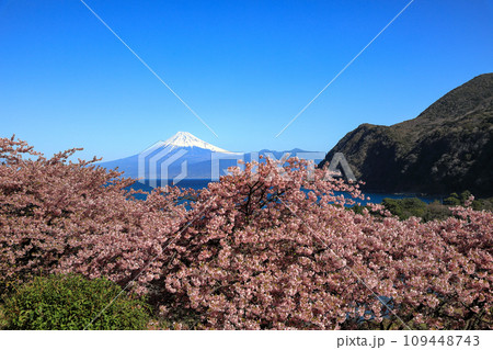 早春の河津桜咲く西伊豆井田からの駿河湾越しに観る富士山 早春の河津桜咲く西伊豆井田からの駿河湾越しに観る富士山 109448743