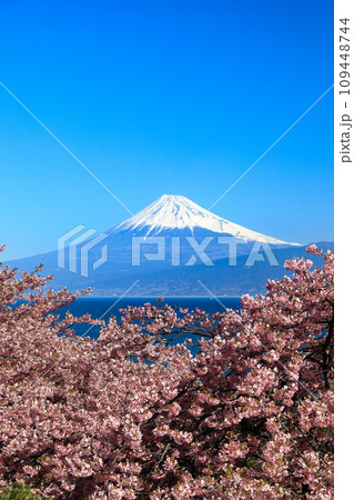 早春の河津桜咲く西伊豆井田からの駿河湾越しに観る富士山 早春の河津桜咲く西伊豆井田からの駿河湾越しに観る富士山 109448744