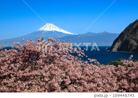 早春の河津桜咲く西伊豆井田からの駿河湾越しに観る富士山 109448745