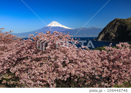 早春の河津桜咲く西伊豆井田からの駿河湾越しに観る富士山 109448746