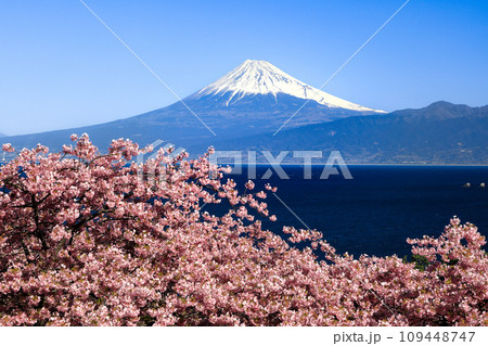 早春の河津桜咲く西伊豆井田からの駿河湾越しに観る富士山 109448747