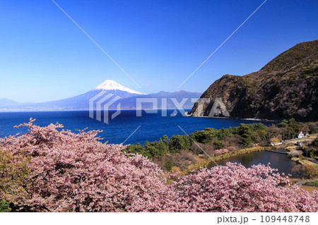 早春の河津桜咲く西伊豆井田からの駿河湾越しに観る富士山 早春の河津桜咲く西伊豆井田からの駿河湾越しに観る富士山 109448748
