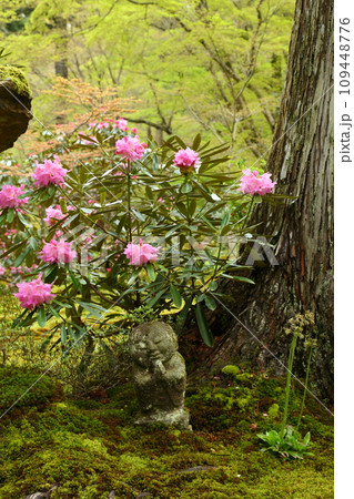 三千院の石楠花 三千院の石楠花 109448776