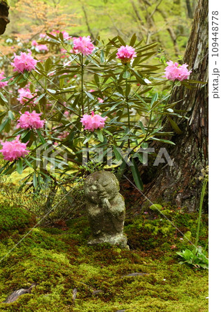 三千院の石楠花 109448778