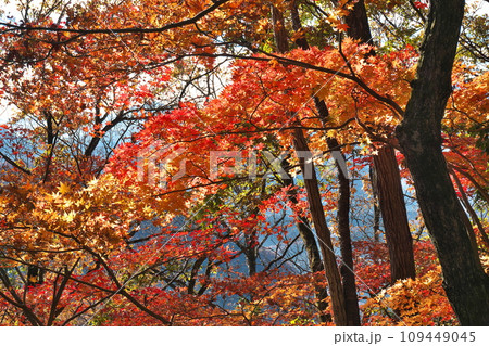 秋の紅葉イメージ(神奈川県陣馬山) 秋の紅葉イメージ(神奈川県陣馬山) 109449045