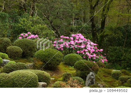 三千院の石楠花 109449502