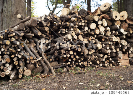 山 森 手入れ 枝打ち イメージ 109449562