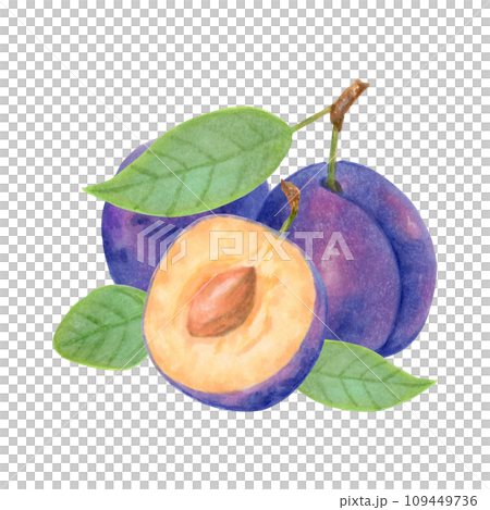 Arrangement of whole plum and halves with leaves.Purple plum fruit.Watercolor and marker illustration.Would look great on kitchen towels or food packaging.Harvest,production.Hand drawn isolated art. Arrangement of whole plum and halves with leaves.Purple plum fruit.Watercolor and marker illustration.Would look great on kitchen towels or food packaging.Harvest,production.Hand drawn isolated art. 109449736