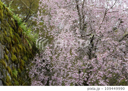 三千院のシダレサクラ 三千院のシダレサクラ 109449990