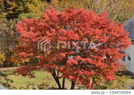真っ赤に紅葉した楓 真っ赤に紅葉した楓 109450099