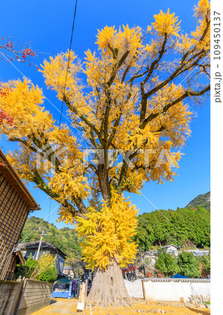 秋の有田の大公孫樹　佐賀県有田町 109450137