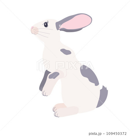 white rabbit sits on its hind legs white rabbit sits on its hind legs 109450372