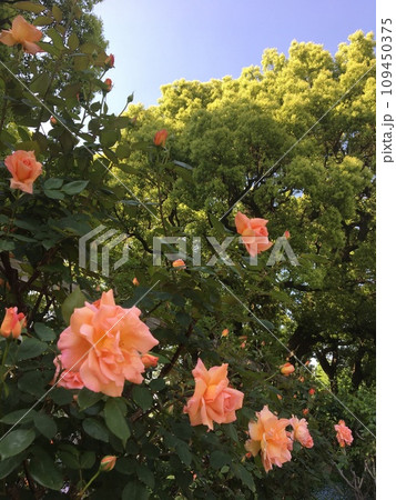 日比谷公園、新緑に囲まれた素敵なサーモンピンクの薔薇の花々 日比谷公園、新緑に囲まれた素敵なサーモンピンクの薔薇の花々 109450375