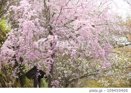 三千院のシダレサクラ 三千院のシダレサクラ 109450408