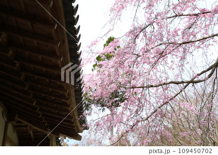 三千院の枝垂れ桜 三千院の枝垂れ桜 109450702